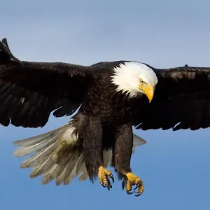 Apartment Eagles Land